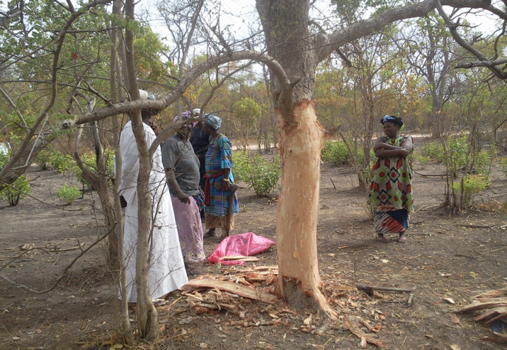 Gestion durable des forets